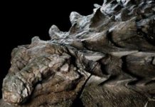 Канадские палеонтологи открыли новый вид динозавров