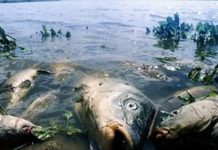 В Николаевской области массово гибнет рыба