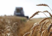 В Украине зафиксирована рекордная урожайность зерновых