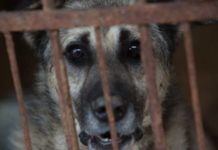 Закон об ответственности за жесткое обращение с животными вступил в силу