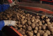 Мексика запрещает импорт картофеля из США