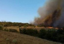 В Николаевской области горит большой участок леса