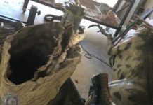 В музее Австралии «обезглавили» трех динозавров