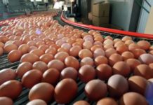 Зараженные куры. В магазинах Британии и Франции нашли ядовитые яйца