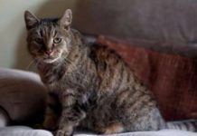 В Британии умер самый старый кот в мире