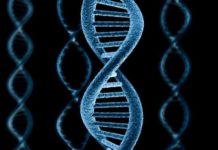 Генетики: Человек продолжает эволюционировать — Korrespondent.net