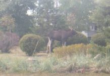В Киеве спасли приплывшего по Днепру 400-килограммового лося