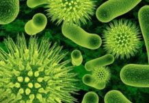 Ученые 5 лет изучали мировой океан на судне: нашли почти 200 тысяч новых вирусов